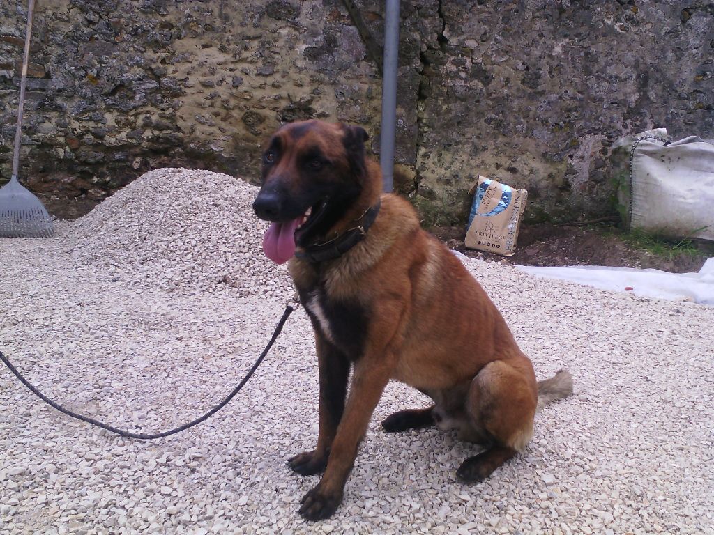 Malinois