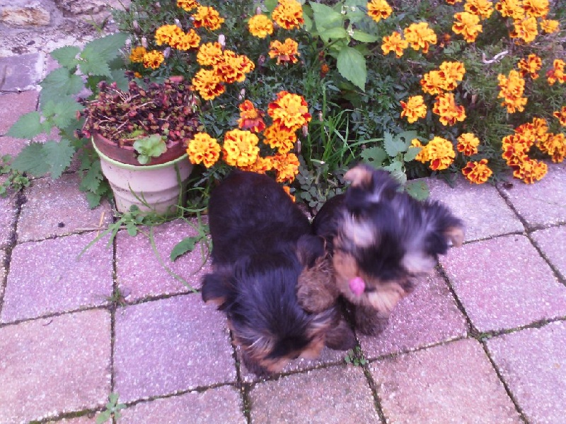 des Jardins De La Défense - Chiots disponibles - Yorkshire Terrier